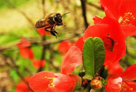 蜜蜂进家是什么意思|蜜蜂入屋 ｜蜜蜂入屋預兆｜「手作治蟲」蜜蜂入屋原